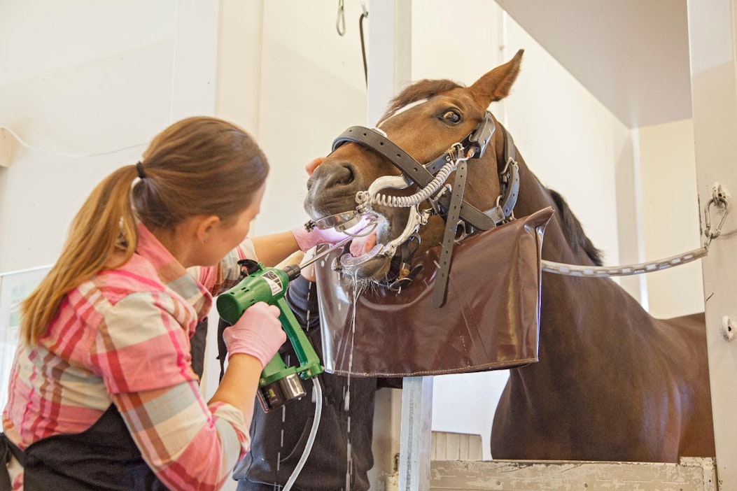 Eläinlääkäri hoitamassa hevosen hampaita.