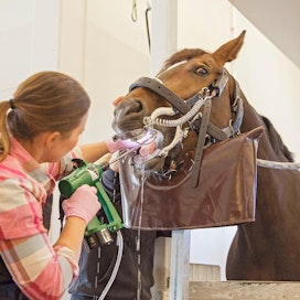 Eläinlääkäri hoitamassa hevosen hampaita.