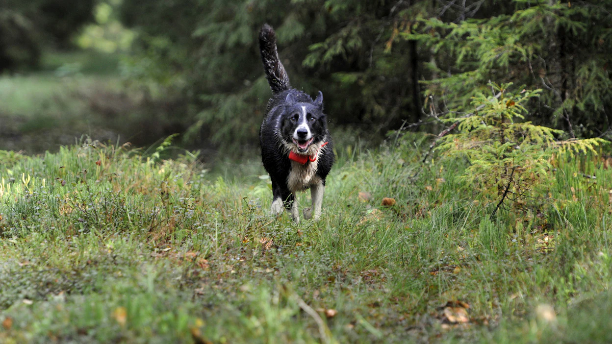 Yli 40 prosenttia metsästyskoiran omistavista nuorista on harkinnut metsästyksen tauottamista tai lopettamista suurpetotilanteen vuoksi.