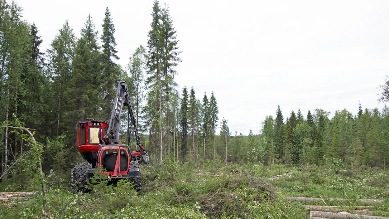 Avohakkuualueelta saatavia jakeita, kuten oksia ja latvuksia, ei saisi parlamentin näkemyksen mukaan laskea uusiutuvan energian tavoitteeseen.
