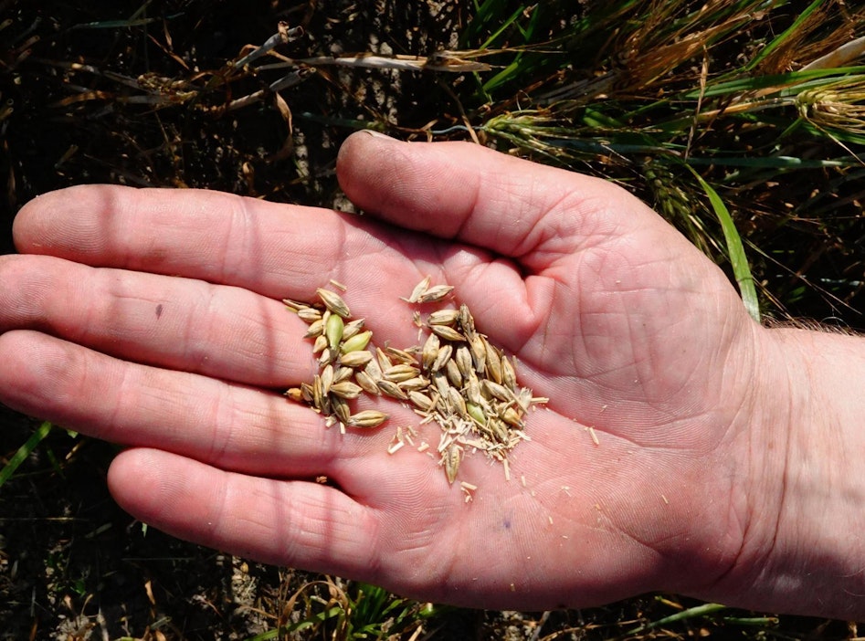 Ilmastonmuutos näkyy muun muassa satojen suurena vaihteluna.