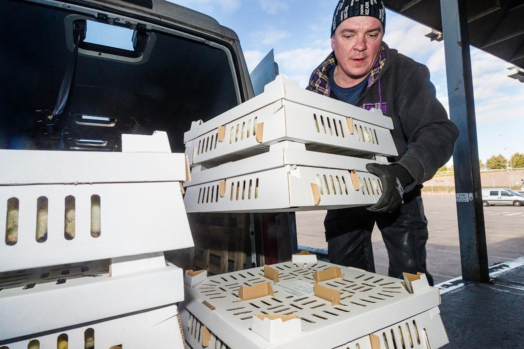 Kaino Kaal purki keskiviikkona untuvikkokuormaa Helsinki-Vantaan lentokentällä.