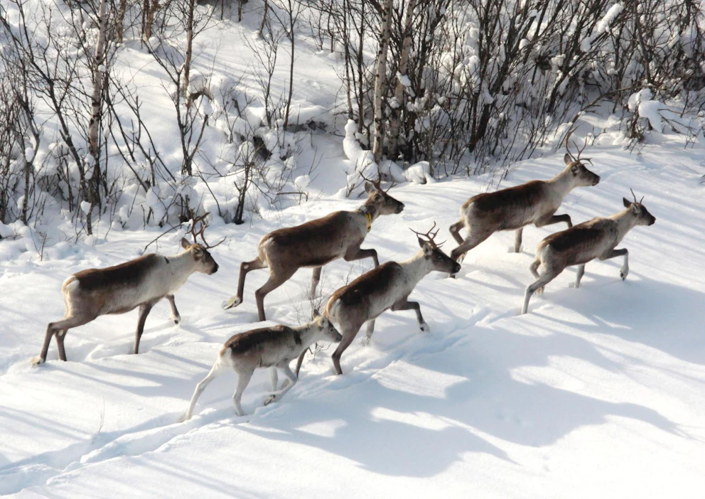 Metsäpeuraa esiintyy Venäjän Karjalassa ja Suomessa. Lajin uhanalaisuusluokitus on meillä silmälläpidettävä.