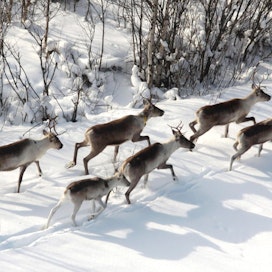 Metsäpeuraa esiintyy Venäjän Karjalassa ja Suomessa. Lajin uhanalaisuusluokitus on meillä silmälläpidettävä.