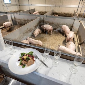 Naudan- ja sianlihan tuottajahinnat nousivat kuudetta vuotta peräkkäin.