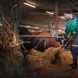 Heidi Hakkarainen Lieksasta on yksi palkituista lomittajista. Mikkilän maitotilan lehmät ovat vuosien ajan olleet isäntäväen lomaillessa hänen vastuullaan.
