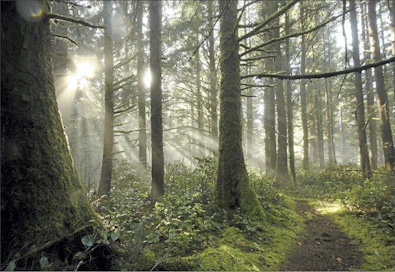 Valtaosa Oregonin metsistä on suojeltu ympäristölaein. Leia Minch