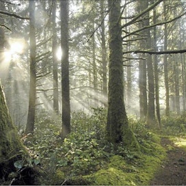 Valtaosa Oregonin metsistä on suojeltu ympäristölaein. Leia Minch