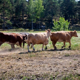Veljekset Rönkä ei siirtymäajan jälkeen hanki nautoja suoraan tiloilta tai välitä vasikkoja Pohjois-Pohjanmaalla.