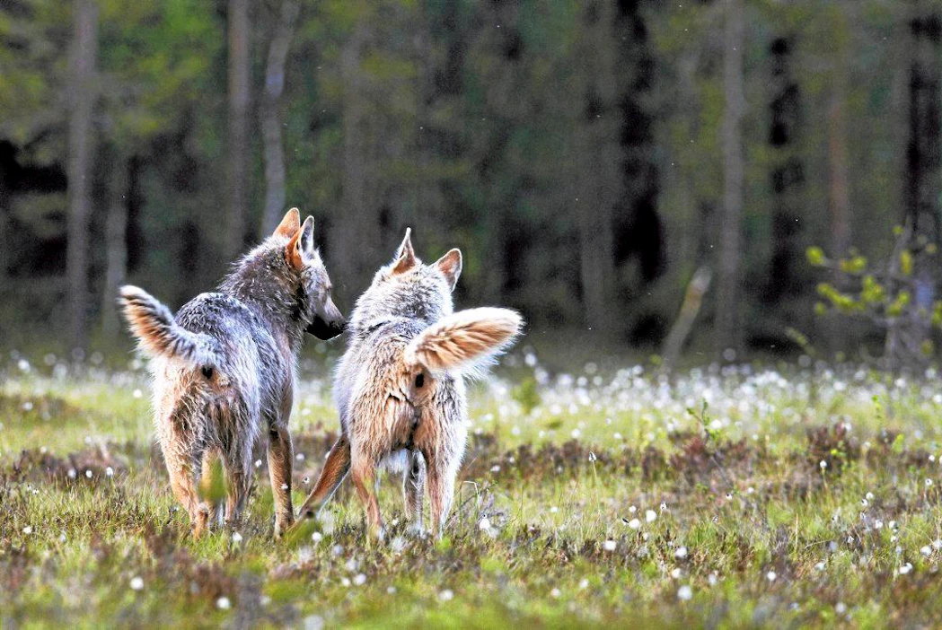 Sudet / Gray Wolfs (Canis lupus) tervehtivät toisiaan / greeting one another, Kuhmo, Finland, kesä / June 2012 digi