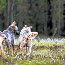 Sudet / Gray Wolfs (Canis lupus) tervehtivät toisiaan / greeting one another, Kuhmo, Finland, kesä / June 2012  digi