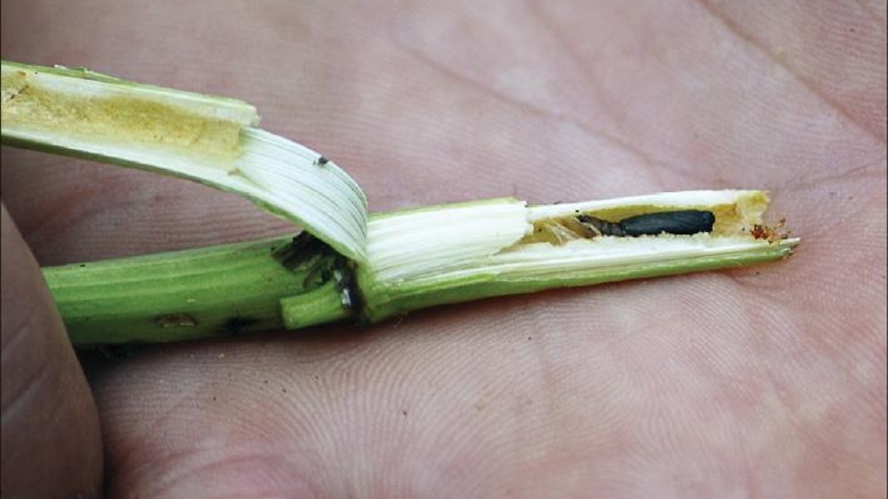 Kuminakoin toukka kaivautuneena kuminan varren sisälle. Satu Lehtonen