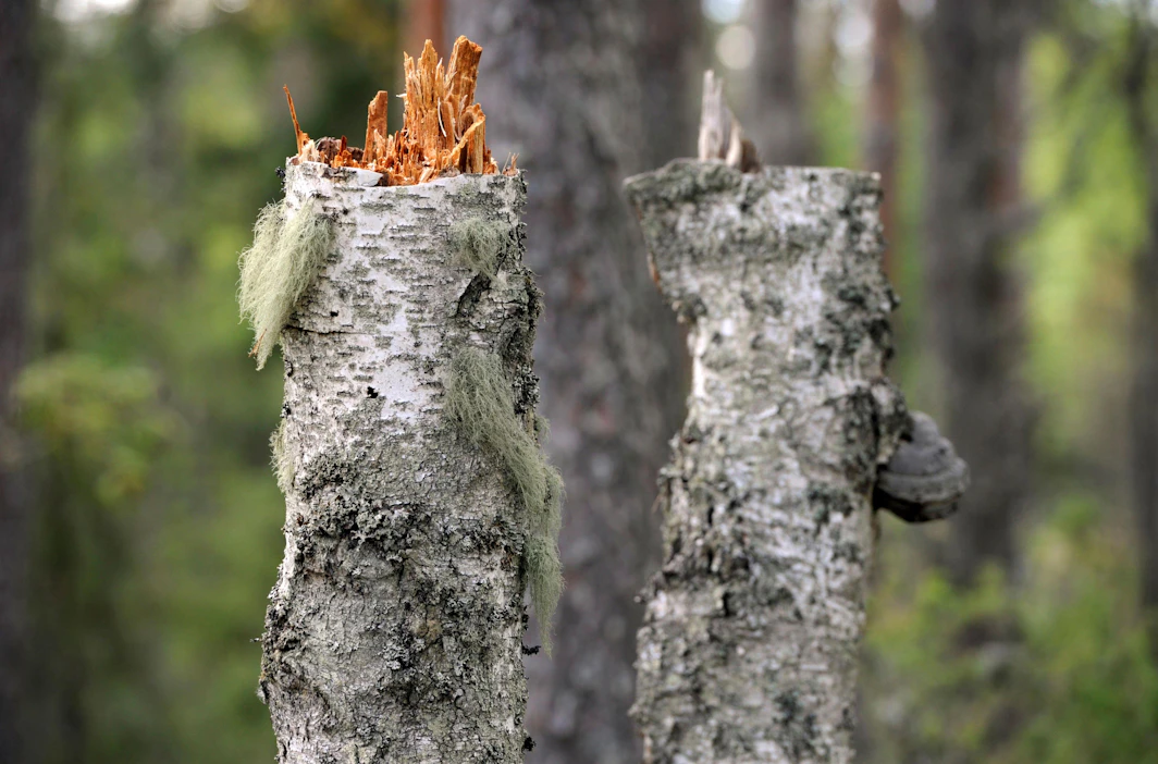Tekopökkelöt ovat yksi keino lisätä lahopuuta ja monimuotoisuutta talousmetsässä.