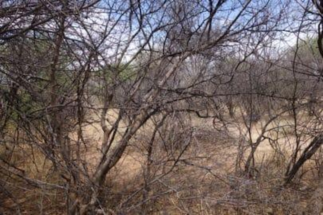 Namibian pensaikoihin on helppo kätkeytyä.