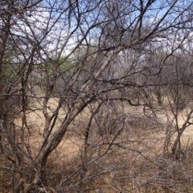Namibian pensaikoihin on helppo kätkeytyä.