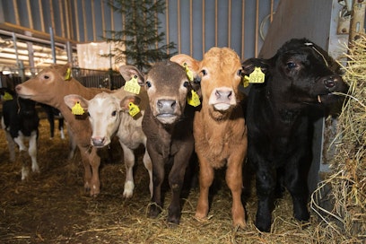 Kunnan leipiinkö tästä pitäisi lähteä?