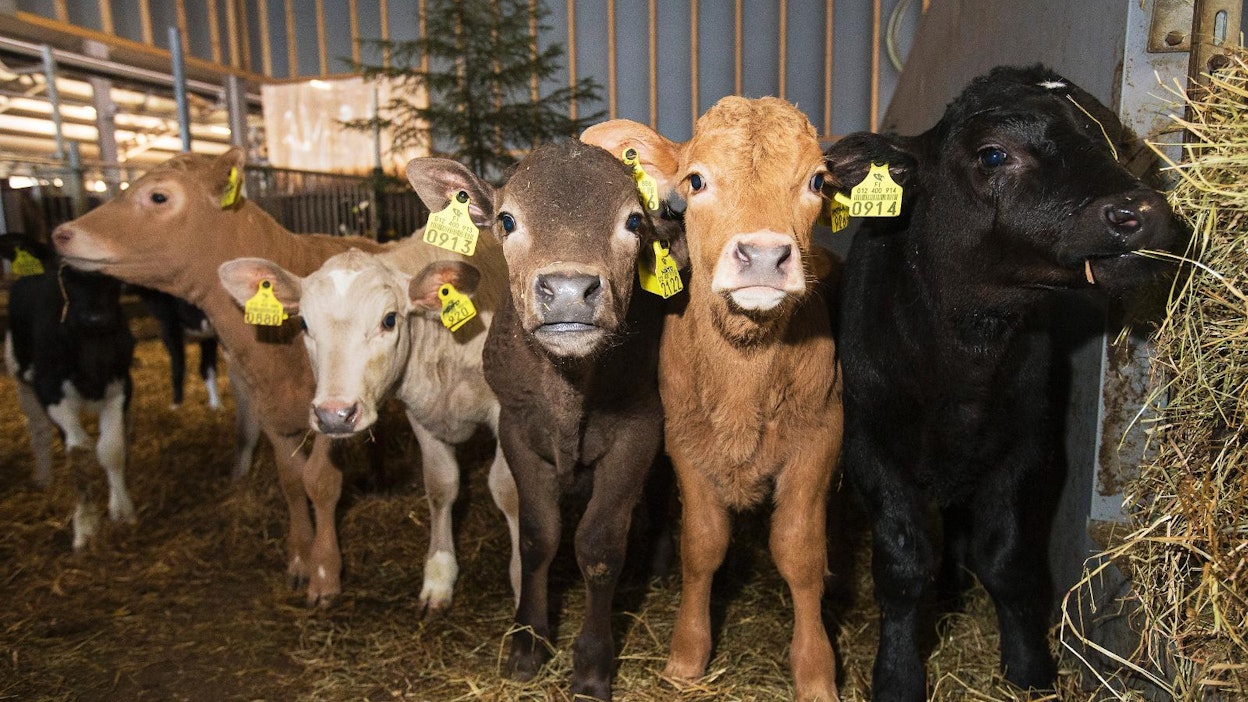 Kunnan leipiinkö tästä pitäisi lähteä?