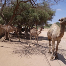 Luomukameli ei kelpaa kaikille. Joiltain Saudi-Arabian kamelifestivaaleille osallistuvilta eläimiltä jopa katkaistaan hermoja huulista, jotta ne roikkuvat paremmin.
