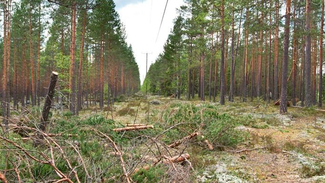 Sähkölinjat ovat sunnuntaina koetuksella sisämaassa puuskaisen voimakkaan tuulen vuoksi.