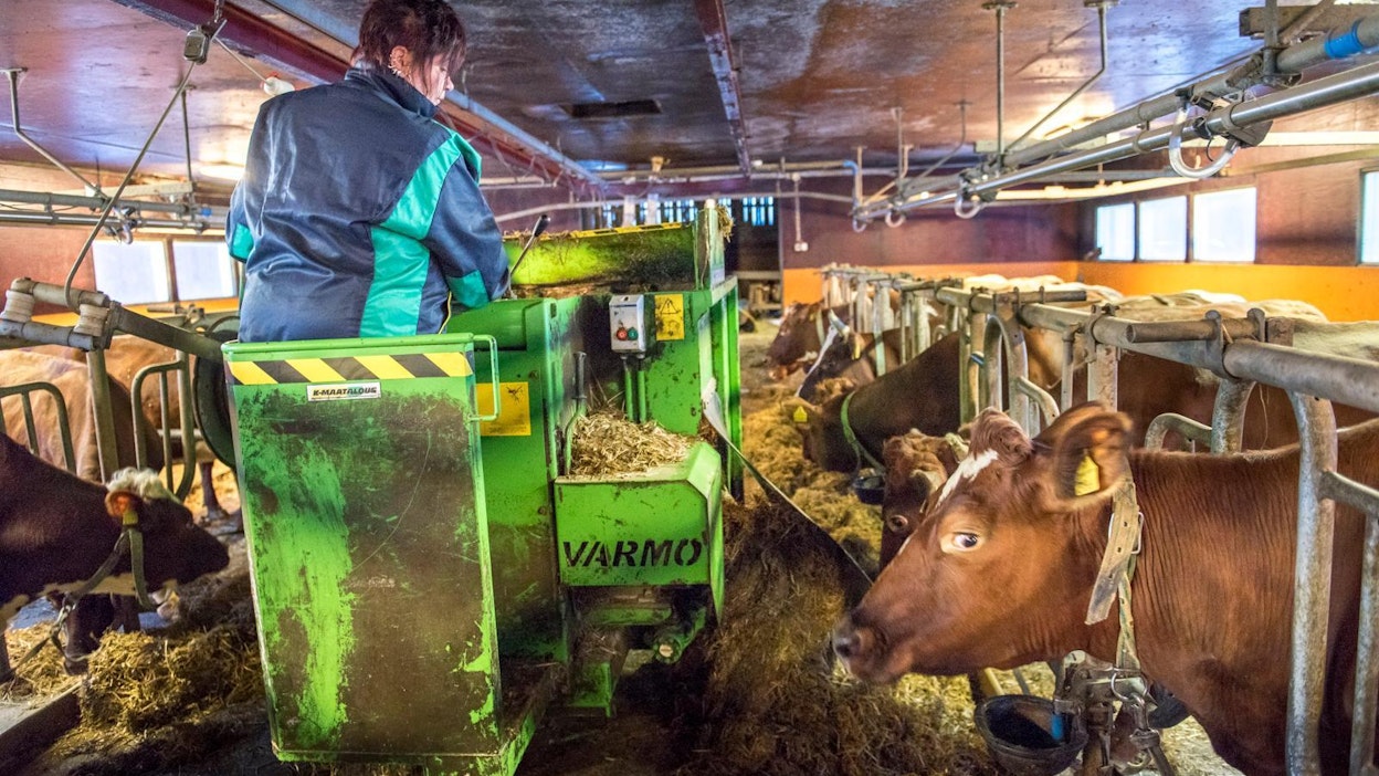 Lomittaja jakamassa rehua. Kuvituskuva.
