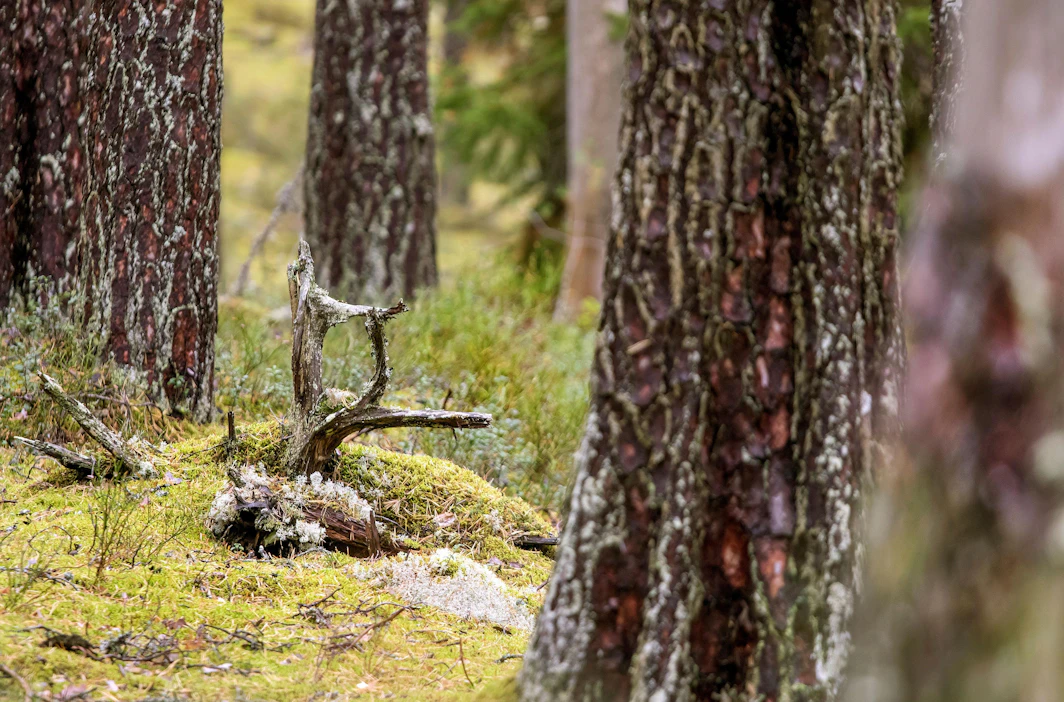 Suurmessujen metsäalue on 300 neliömetrin kokoinen ja sillä tavoitellaan sekä metsänomistajia että virkistyskäyttäjiä.