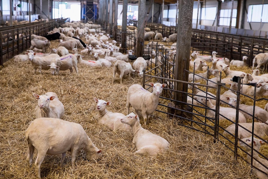 Suomen Lammasyhdistys täyttää pyöreitä – takana jo vuosisata lampaiden ja  vuohien hyväksi - Maatalous - Maaseudun Tulevaisuus
