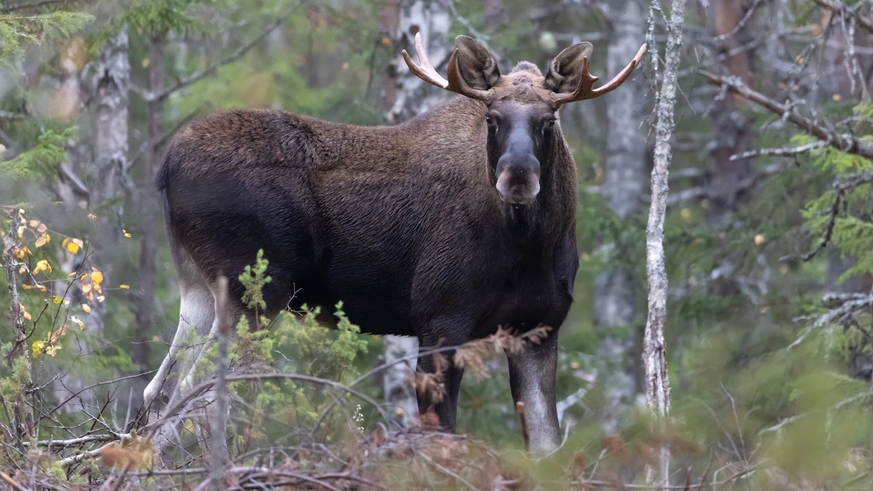 Hirvikannan koon kasvattamiseksi esitetään monia perusteita. Hirvien määrän lisääminen ei ole metsätalouden harjoittajien etu.