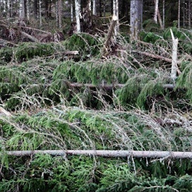 Maa- ja metsätalousministeriö arvioi metsänomistajien menetykset 25–30 miljoonaksi euroksi.  Kuvan luoko syntyi Sastamalassa. Kari Salonen