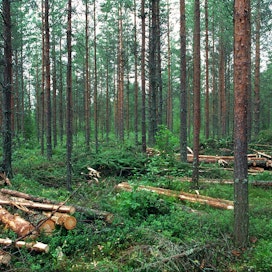 ”Metsänomistajalla on tänä syksynä elämänsä tilaisuus harventaa itse tai harvennuttaa puunostajalla nuoret metsänsä kasvukuntoon ja saada kaupasta kunnon tili”, Mari Ikonen kirjoittaa.