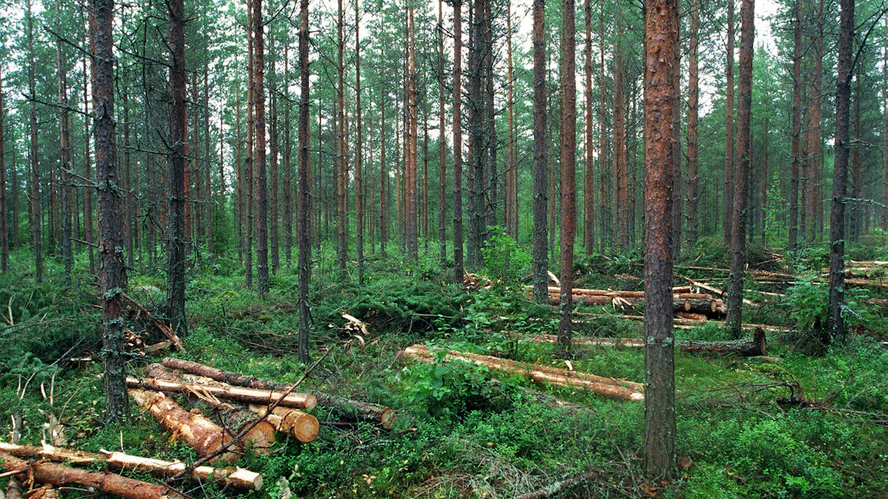 ”Metsänomistajalla on tänä syksynä elämänsä tilaisuus harventaa itse tai harvennuttaa puunostajalla nuoret metsänsä kasvukuntoon ja saada kaupasta kunnon tili”, Mari Ikonen kirjoittaa.