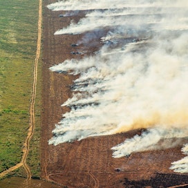 Brasilialaiset viljelijät raivaavat sademetsiä pelloiksi ja laitumiksi.