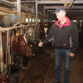 Per-Ole Mårdin 33 lypsävää tuottivat viime vuonna keskimäärin 14 032 kiloa energiakorjattua maitoa.