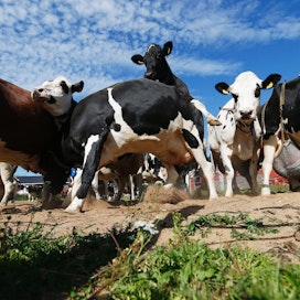 Vähentämistuen tavoitteena on vähentää maidon tuotantoa koko EU:n alueella.