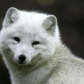 Esimerkiksi naali arvioitiin äärimmäisen uhanalaiseksi. Kuvan naali on Ähtärin eläinpuistosta.