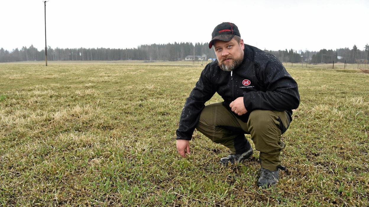 Marko Räsänen tarkasteli vapun alla laidunnurmea ja totesi sen vielä erittäin märäksi. Salpietarin levitys sai odottaa ainakin viikon. Uutena kasvina tilalla kokeillaan siemenseoksessa rainataa.