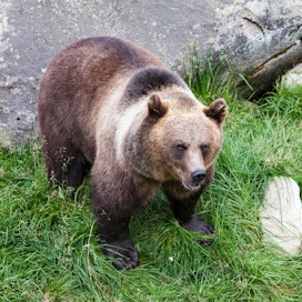 Ranuan eläinpuiston karhu ei liity videon kohtaamiseen.