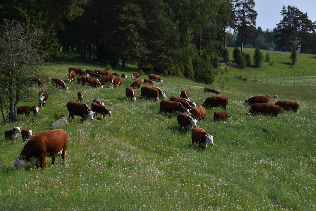 Naudanlihatuotannon hiilijalanjäljen laskentamallia kehitetään Valion Lypsikki LCA -laskentamallin pohjalta. Malli perustuu kansainvälisen ilmastopaneelin IPCC:n laskukaavoihin.