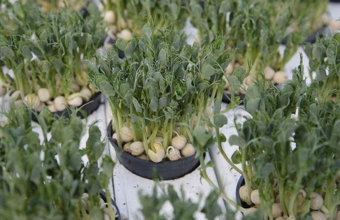 Kotimaisia kasvihuoneessa viljeltyjä luomuherneenversoja.