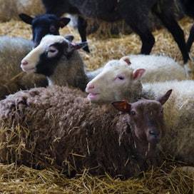 Lampaiden teurasruuhkaa kiihdyttävät heikko karkearehusato ja laidunkauden päättyminen.