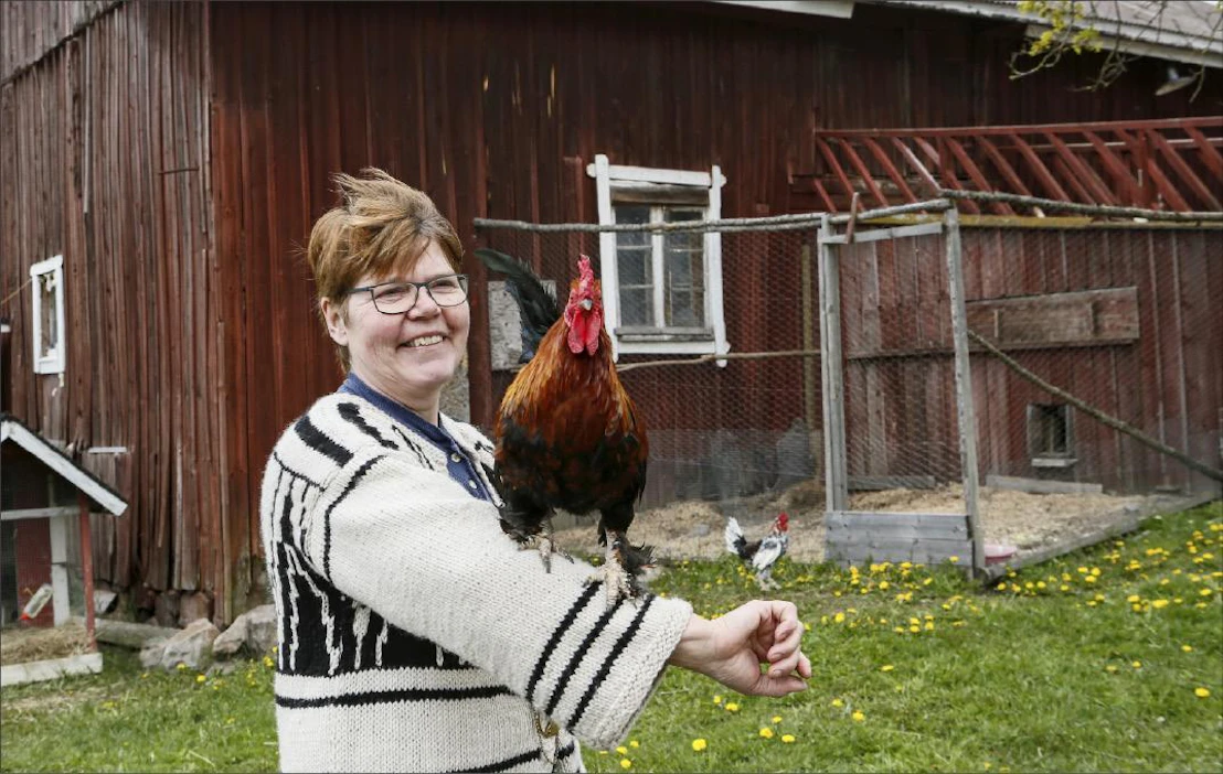 Tipi on yksi Taattisten tilan kukoista. Se saa kulkea pihalla vapaana. Tilan emäntä Karin Aaltonen kertoo, että Tipin tavoin muutkin tilan eläimet ovat kilttejä ja ihmisiin tottuneita. Pasi Leino