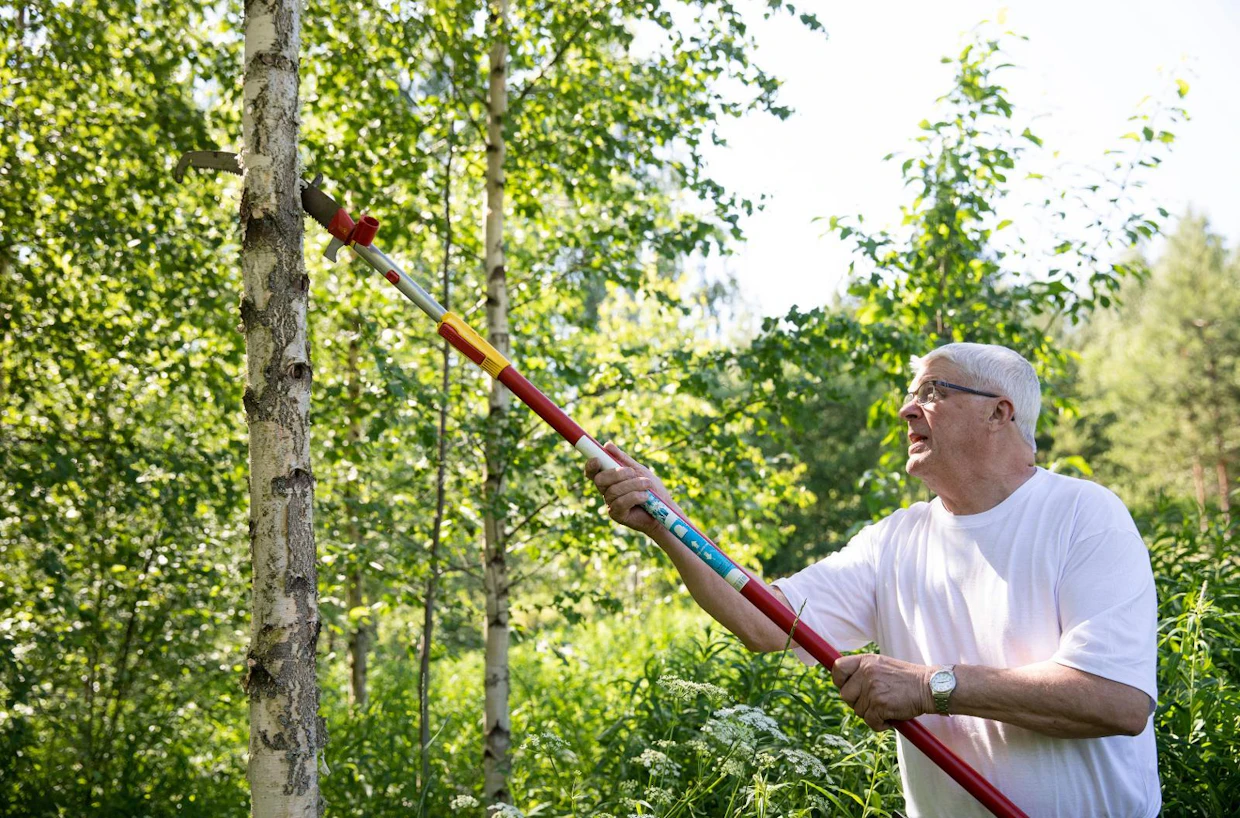 Siiterit ovat metsittäneet vanhoja laidunmaita. Alkuvuosina taimikot vaativat ahkeraa heinäystä. Nyt heinästä ei ole enää haittaa, mutta urakkaa voi jatkaa pystykarsimalla.