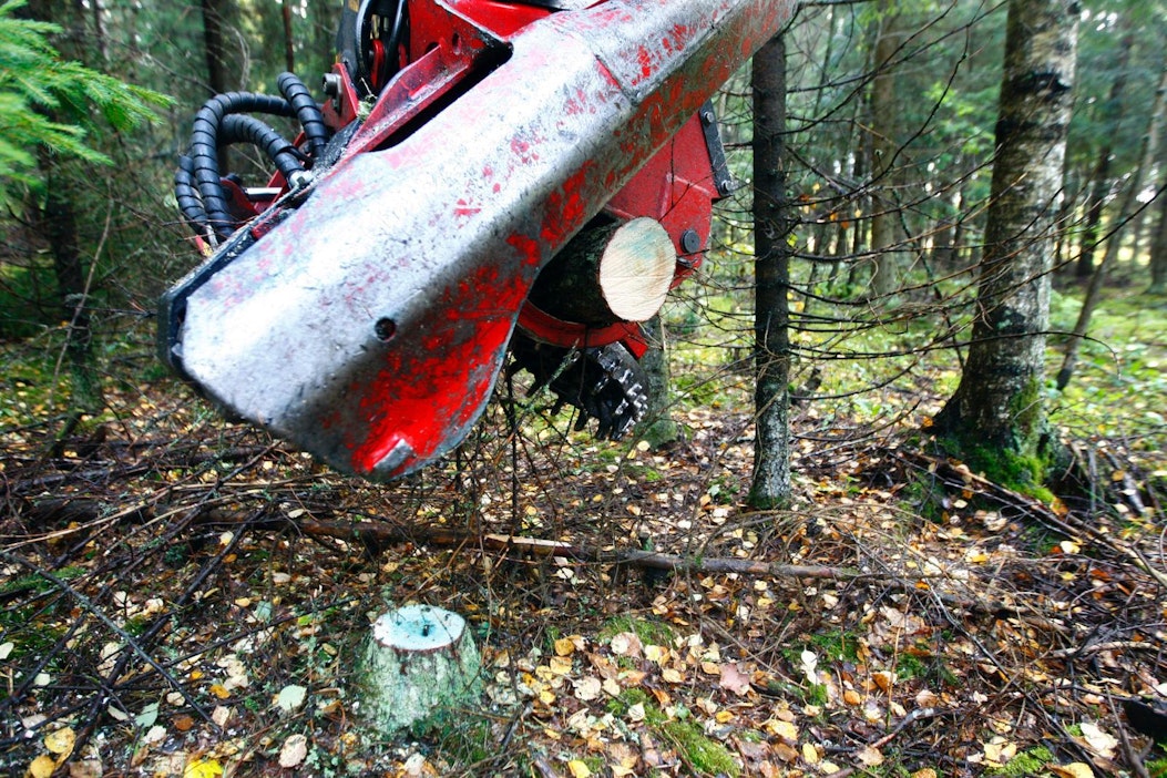 Juurikäävän torjunnan kemeratuki päättyy tänä keväänä.