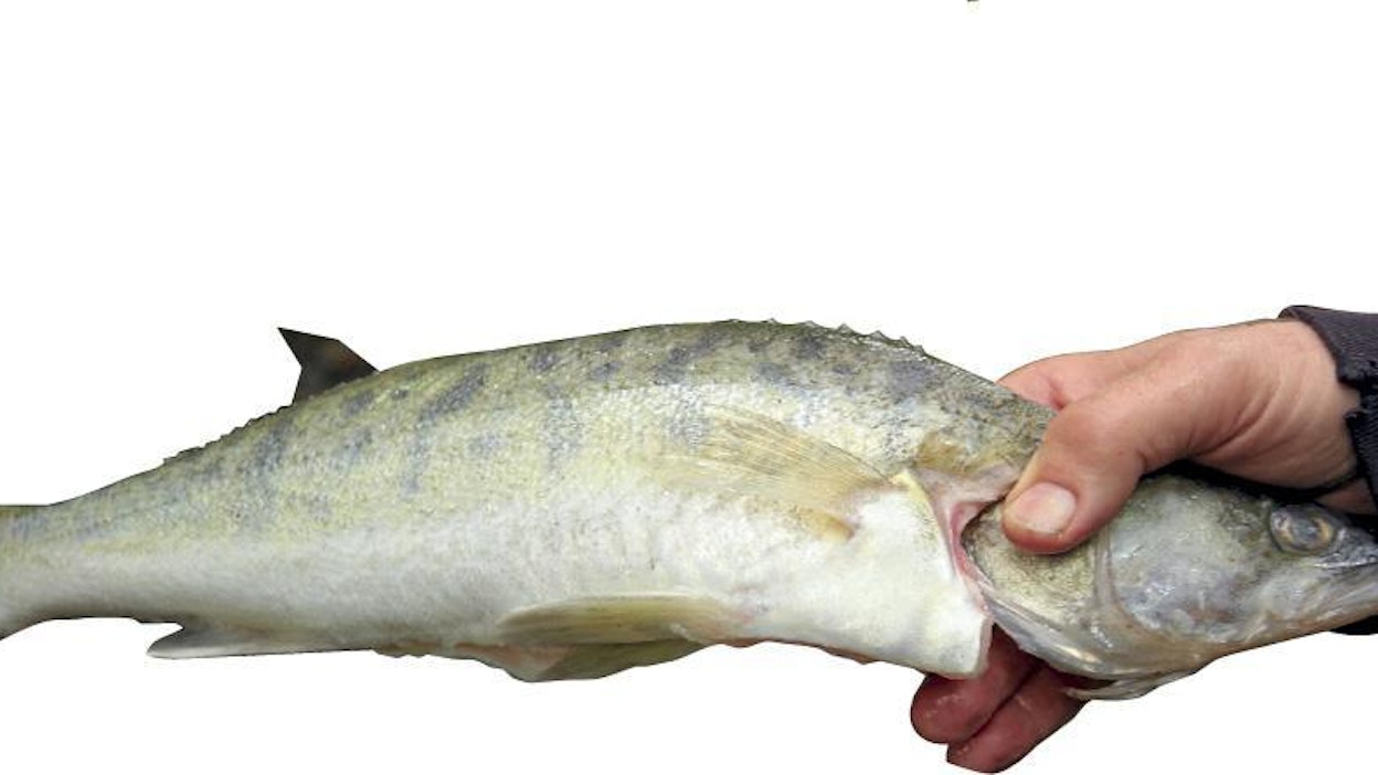 Näin puhtaaksi suomustettu kala käy niin keittoon kuin kokonaisena uunissa paistettavaksi. Syödessä ei tarvitse suomuja syljeskellä.