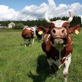 Maidontuotannossa olevien nautojen rehunkulutuksesta yli puolet tulee nurmirehusta.