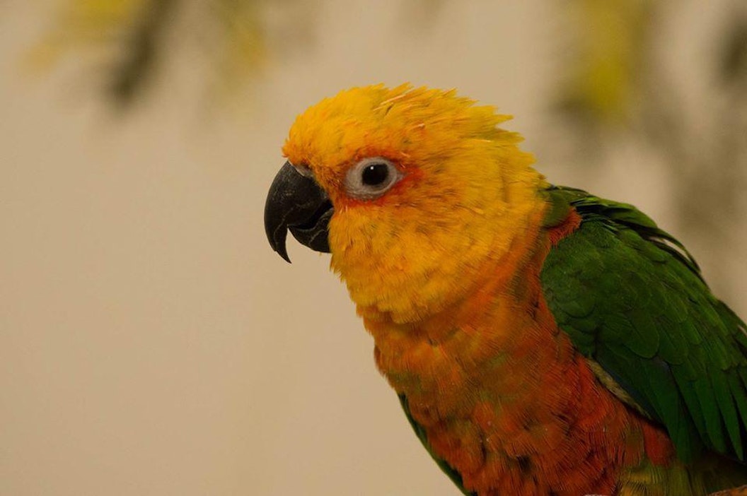 Palmuaratti Axel on kadonnut Heinolan lintutarhalta.