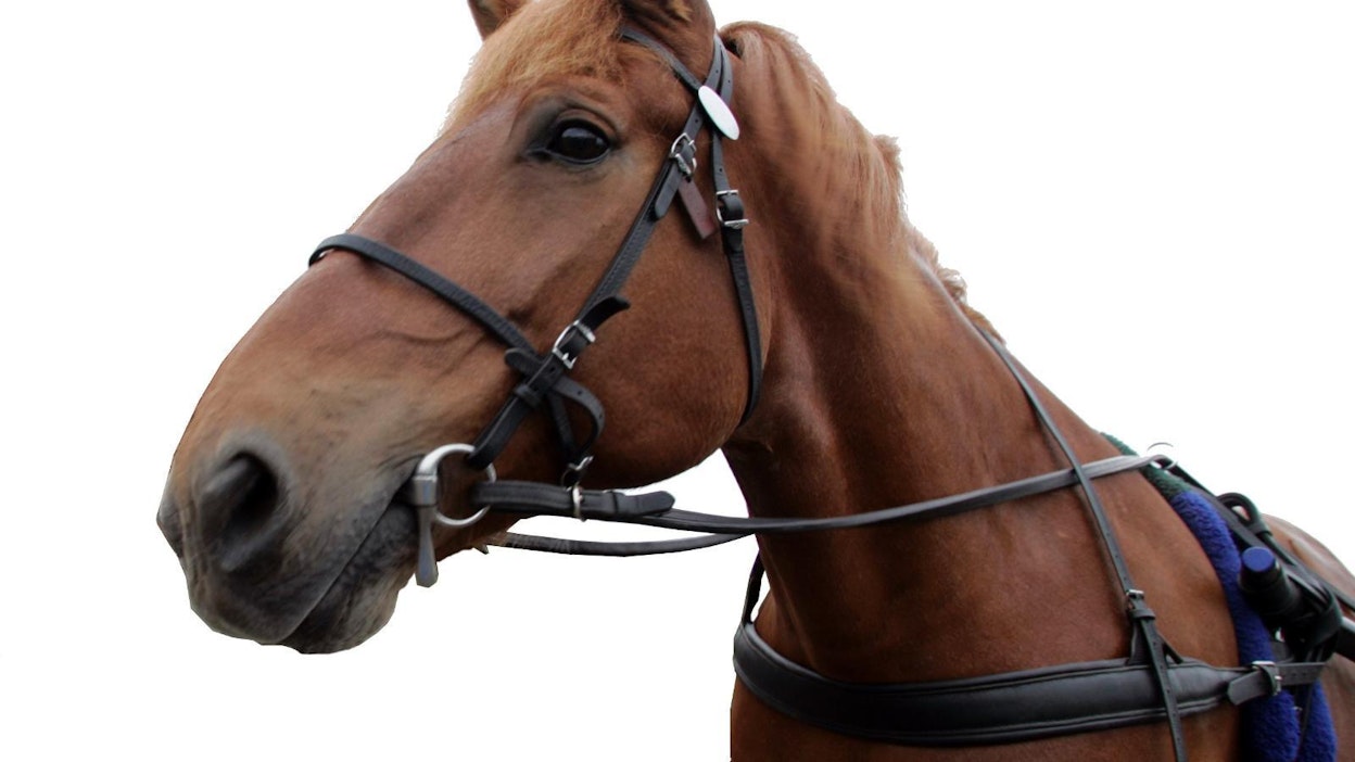 Kuvan hevonen ei liity tapaukseen.