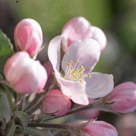 Uudenlainen omenan tuotantotekniikka, monirunkoviljely. Monirunkoviljelyssä tukitolppien päässä onvaakalaudat, joissa kulkeviin ohjainnaruihin sivuversot sidotaan, omenapuiden kukintaa, omenan kukka, vanhoja omenapuita. Omenaviljelijä Jorma Jaakkola kuvassa nenivuotiaiden kääpiökasvuisten puiden kanssa, ja lämpökertymä mittarin/anturin kanssa.