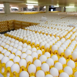 Kun kananmuna lähtee pakkaamolta, sen hinta on noin puolitoista euroa kilolta.