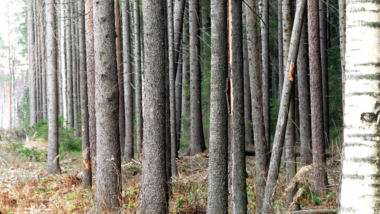 Bios esittää metsänomistajille kannustimia metsien hiilivarastojen ylläpitoon ja kasvattamiseen.
