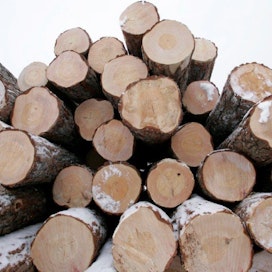 Isot metsäyhtiöt haluavat mitata hankintahakkaajienkin puuerät koneellisesti: joko puutavara-auton kuormainvaa&apos;alla tai tehdasmitalla.